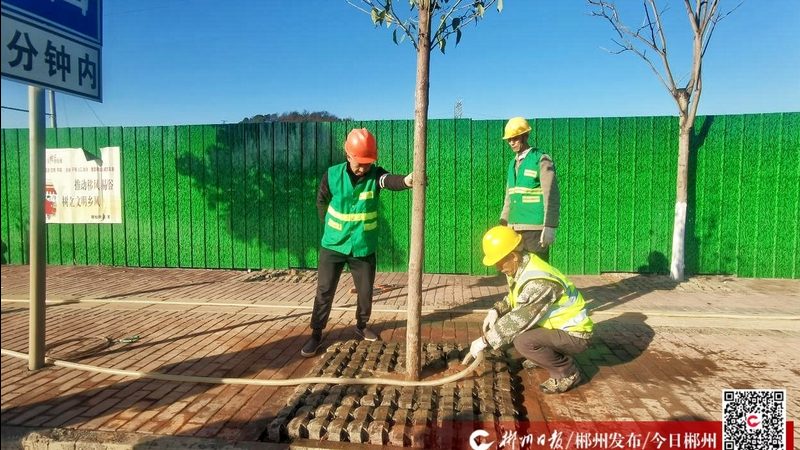 反季节移栽，如何提升苗木成活率的关键点**