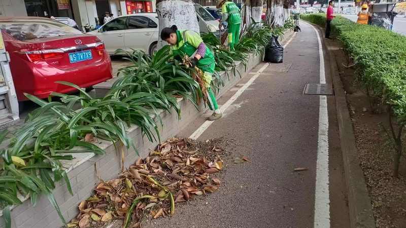 日式庭院常绿植物，为什么总有人选错