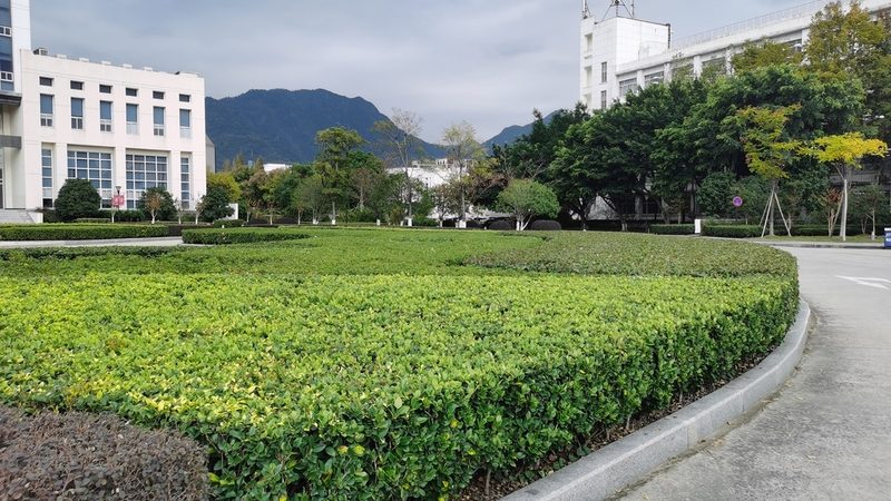 市政绿化树池尺寸，到底多大才科学